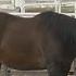 E Coli Spike May Be Linked To Farms Corn Mazes Petting Zoos