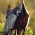Black Bellied Bustard Bird Nature Wildlife Bird Bustard HA45700