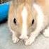 American Rabbits Brunei Rabbit Enjoy Animals Camel Doge Doglover