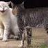 Angry Cats Sound Cat Fight Sound Effects Shorts