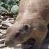Prairie Dogs Nibbling On Crackers At Prairie Dog Town In Lubbock