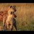 Hyena Laughing Hyena Sounds Shorts