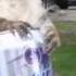 DRUNK SQUIRREL LAUGHING