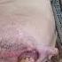 FARROWING SOW An Act Of Giving Birth In Pig Piglets Animalreproduction Pigs Farrowing Sow