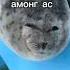 ути пути амонг ас мем тюлени музончик