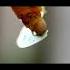 The Science Behind Butterfly Metamorphosis Shorts