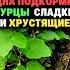 Одна подкормка огурцы сладкие и хрустящие огород секреты дача сад урожай огурцы