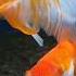 Goldfish Shorts Goldfish