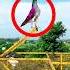 Asmani Kabooter Ko Mushkal Say Trap Kia Kabootar Pigeonlove Birds Birdslover Pigeon Kabuter
