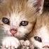 3 Kittens Came In For Shelter And Treated Me Like The Enemy The Ending Was Nothing Like I Expected