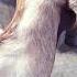 Qurbani Aisha Youtubshort Qurbani Motivation Video