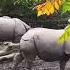 Sound Rhinoceros All About Animal Sounds Shorts
