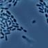 Immune Cells Eating Bacteria Phagocytosis