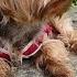 Check Out Yorkie Lucy S Wolf Wolf Yorkshire Terrier