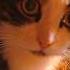 ТВОИ ГЛАЗА ТАКИЕ ЧИСТЫЕ КАК НЕБО смешныекоты Funnycats котики Cat Youtubeshorts