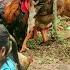 Two Orphans Bought More Chickens To Raise After Receiving Money From Benefactors