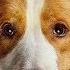 A Dog S Journey Trailer Song Phillip Phillips Gone Gone Gone