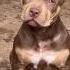 28 Days To One Year American Bully Transformation Feed Dog Bullydogs Pitbull Love Transformation