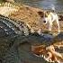 Puppy S Terrifying Face Off A Giant Crocodile Crocodileattacks Crocodile