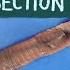 Worm Dissection Remake If You Cut A Worm In Two EDU