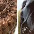 Fancy Chocolate Cake Most Satisfying Chocolate Cake Decorating Ideas Top Tasty Chocolate Cake