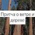 Притча о ветре и дереве со смыслом мудрость вдохновение притча история мотивация рек