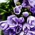 Tchaikovsky The Seasons Op 37 No 6 In G Minor June