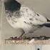 New Asmani High Flyer Pigeon Shorts Piegonlove Birdswatching Highflyerpigeon Asmani Kabootarbazi