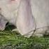 Ferma մարմաշեն ճագարներ кролик баран чёрный голубой шоколад белий чорнийоттер мадагаскар