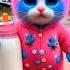 Beautiful Pink Blue Face Funny Cute Cat Funny Cute Kitten Dudi Dudi Dum Dum 361 Dudidudidam Shorts