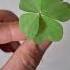 Clover