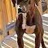 Wandering Pup Waits For Couple To Adopt Her Back The Dodo