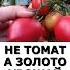 Не томат а прелесть Даёт урожай до снега самый стойкий сорт огород сад дача урожай