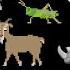 Animals Collection Sharks Farm Animals Pets Insects More The Kids Picture Show