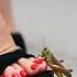 Ai Girl Feet High Heels Vs Grasshopper