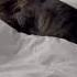 кот будит хозяйку подпишись Like Animals Cat