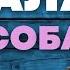 Напала стая собак Как избежать нападения на улице