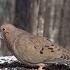 Mourning Doves Having An Afternoon Snack 10 Hours Jan 19 2023