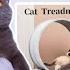 TESTING WEIRD CAT GADGETS FROM TEMU