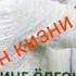 Мен шу ёмон кизни яхши кураман