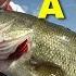 How To Fish A Senko Bass Fishing