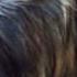 The Hairy Hairy Video