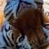 Tiger Mooing