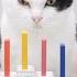 Cats And Domino 2