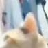 Gigachad Cat Gigachad