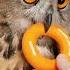 Owl Core Lyrics Owl Songlyrics Cute Cutesonglyrics Animals Lovesonglyrics Funny Birds